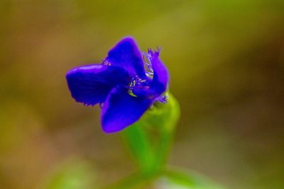 Gentianopsis barbata, photographed by Кирилл Зенин