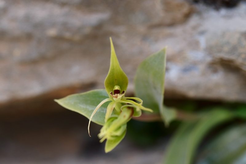 Rimacola elliptica, photographed by Jeff Harbrow