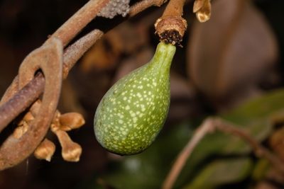Artabotrys brachypetalus, photographed by i_c_riddell