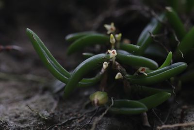 Bulbophyllum shepherdii, photographed by Jeff Harbrow