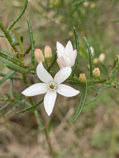 Philotheca scabra, photographed by Guy Taseski