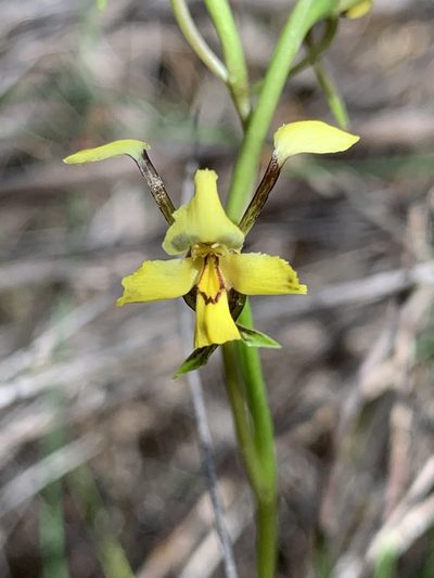 Diuris maculata, photographed by Guy Taseski