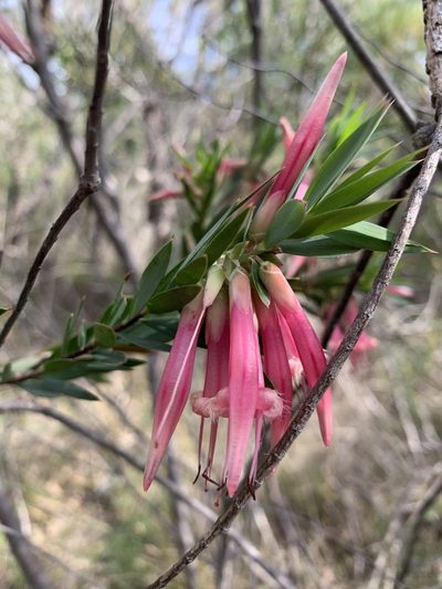 Styphelia triflora, photographed by Guy Taseski