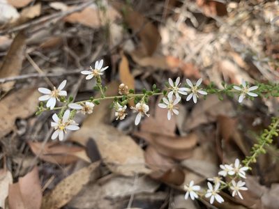Olearia microphylla, photographed by Guy Taseski