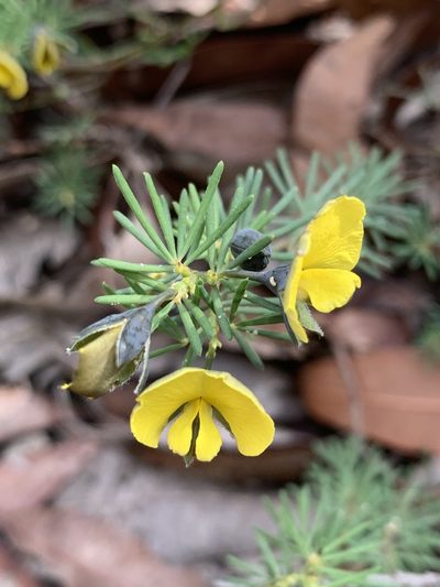 Gompholobium glabratum, photographed by Guy Taseski