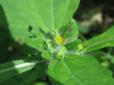 Sigesbeckia pubescens, photographed by Repina Tatyana
