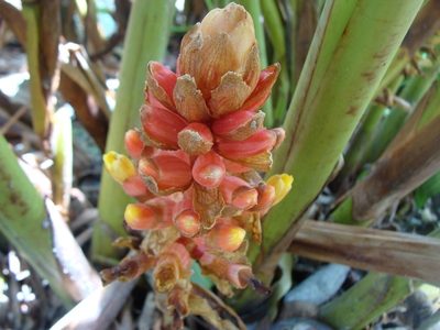 Renealmia alpinia, photographed by Alexis López Hernández