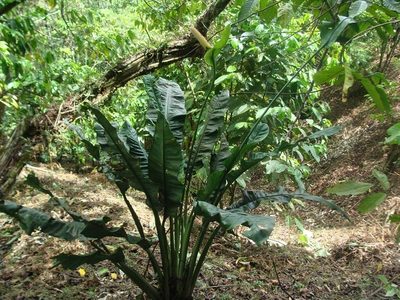 Spathiphyllum friedrichsthalii, photographed by Alexis López Hernández