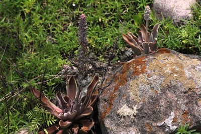 Thompsonella minutiflora, photographed by Alexis López Hernández
