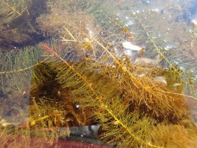 Myriophyllum farwellii, photographed by Allan Harris