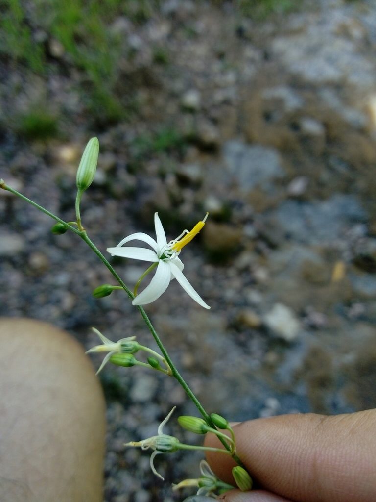 Echeandia macvaughii, photographed by Dante S. Figueroa