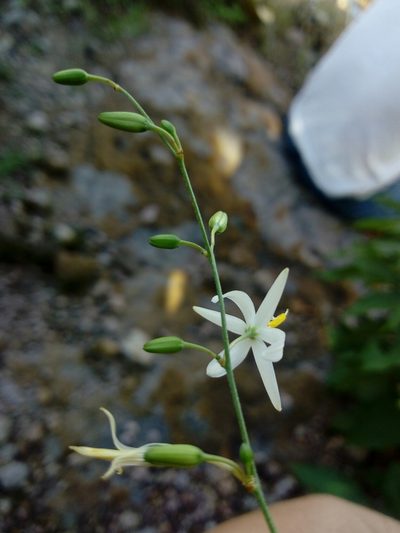 Echeandia macvaughii, photographed by Dante S. Figueroa