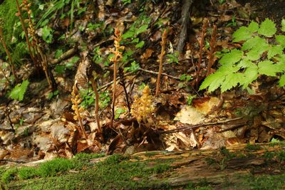 Orobanche laxissima, photographed by Dmitriy Bochkov