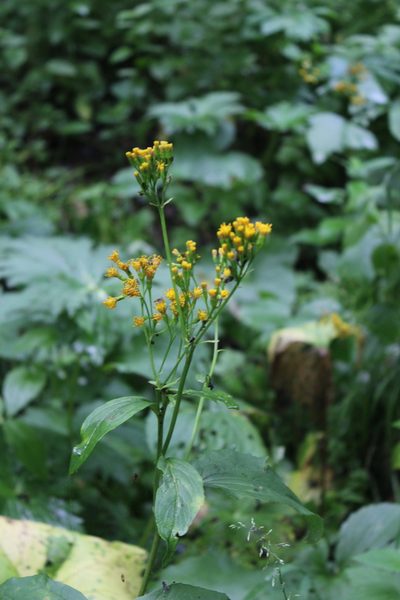 Caucasalia macrophylla, photographed by Dmitriy Bochkov