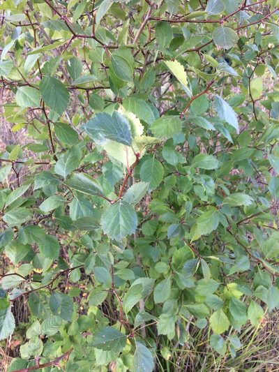 Crataegus gaylussacia, photographed by Chris Armstrong