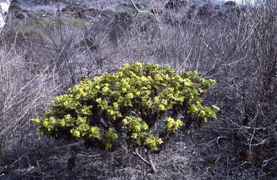 Lecocarpus pinnatifidus, photographed by Simon Tonge