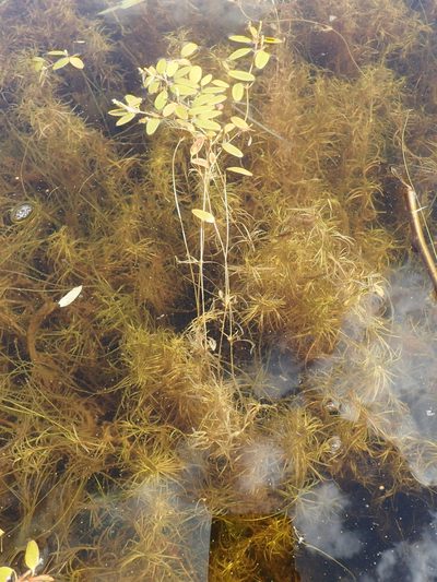 Potamogeton spirillus, photographed by Allan Harris