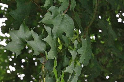 Acer cappadocicum, photographed by Stephen James McWilliam