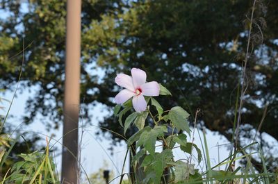 Hibiscus grandiflorus, photographed by Jody Shugart
