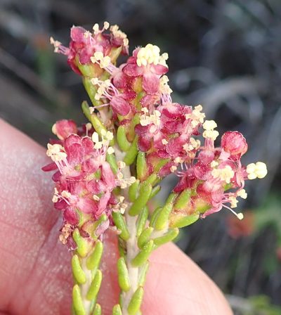 Passerina galpinii, photographed by Nicola van Berkel