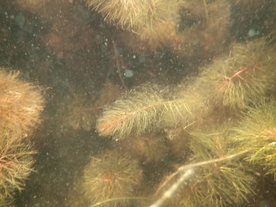 Myriophyllum farwellii, photographed by Allan Harris