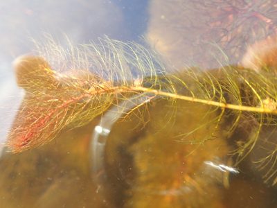 Myriophyllum farwellii, photographed by Allan Harris