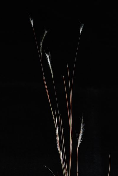 Schizachyrium gracile, photographed by Douglas Goldman