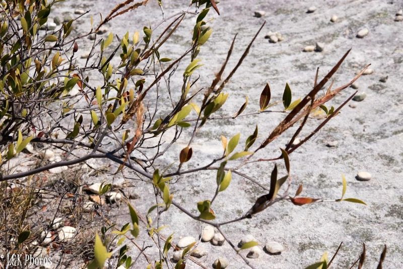 Mascarenhasia lisianthiflora, photographed by lallen