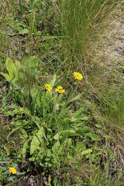 Leontodon caucasicus, photographed by Dmitriy Bochkov