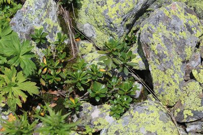 Daphne glomerata, photographed by Dmitriy Bochkov
