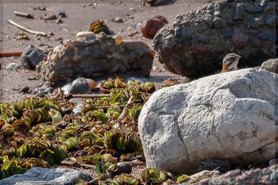 Salvinia biloba, photographed by RAP