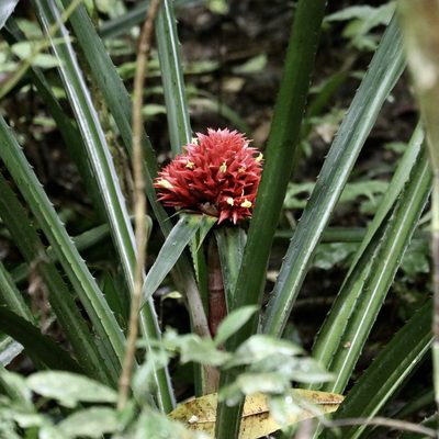 Aechmea magdalenae, photographed by Aitor