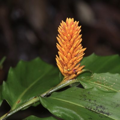 Renealmia cernua, photographed by Aitor