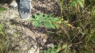 Euphorbia stepposa, photographed by Михаил Орлов