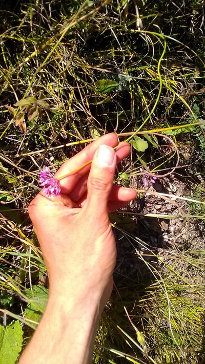 Allium saxatile, photographed by Михаил Орлов