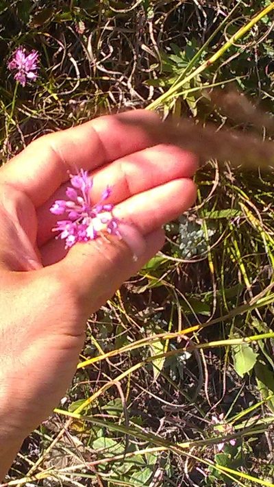 Allium saxatile, photographed by Михаил Орлов
