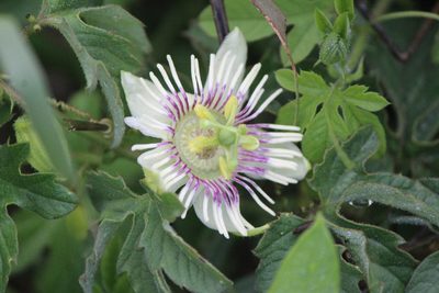 Passiflora bryonioides, photographed by José Belem Hernández Díaz