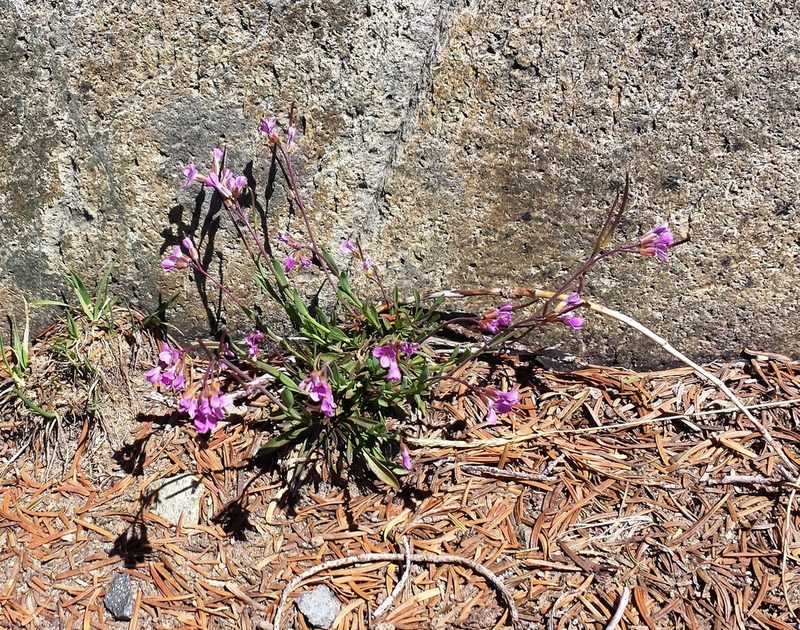 Boechera lyallii, photographed by John Brew