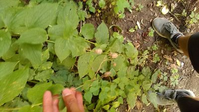 Silene macrophylla, photographed by Михаил Орлов