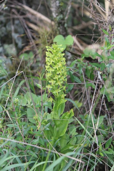 Habenaria strictissima, photographed by José Belem Hernández Díaz
