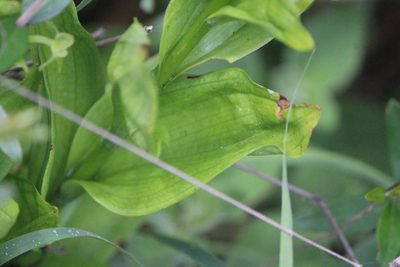 Habenaria strictissima, photographed by José Belem Hernández Díaz