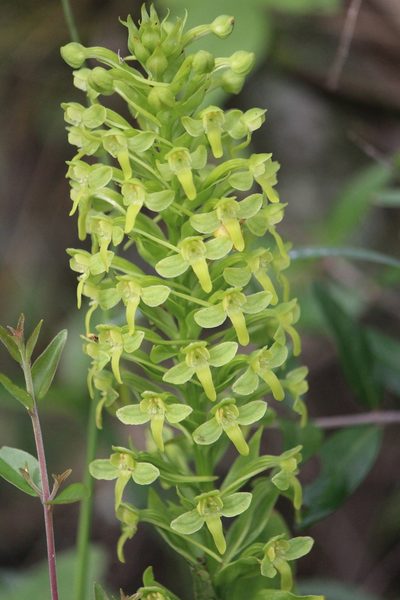 Habenaria strictissima, photographed by José Belem Hernández Díaz