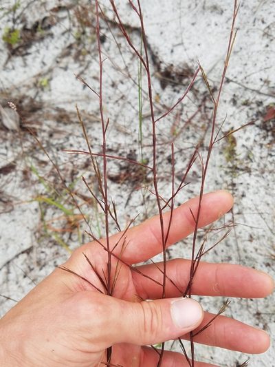 Polygonella basiramia, photographed by Scott Ward