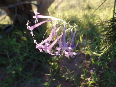 Ipomopsis pringlei, photographed by Tereka Lasso
