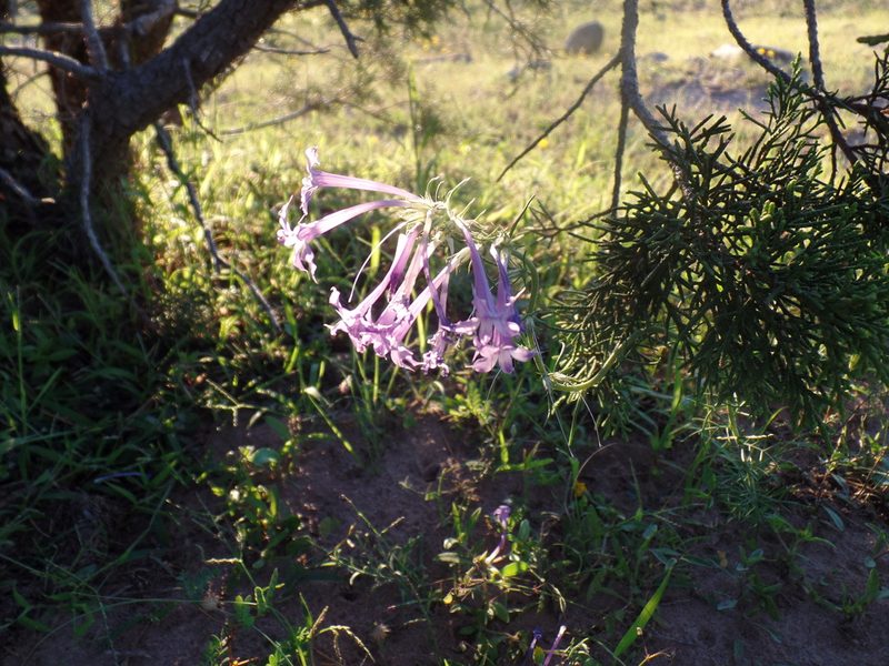 Ipomopsis pringlei, photographed by Tereka Lasso