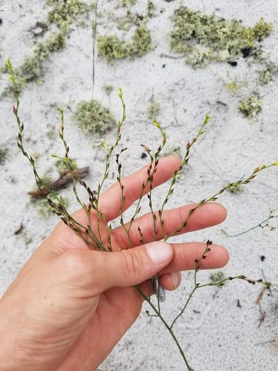 Hypericum cumulicola, photographed by Scott Ward