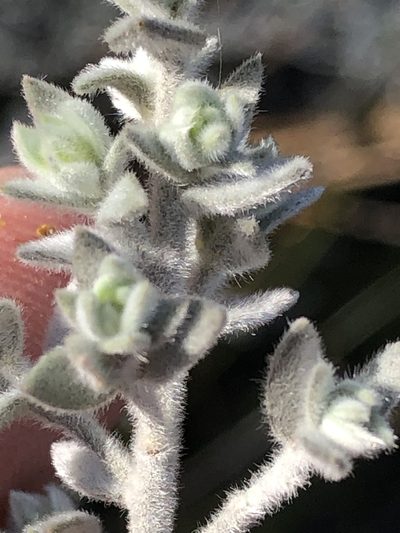Amphithalea phylicoides, photographed by Dave U