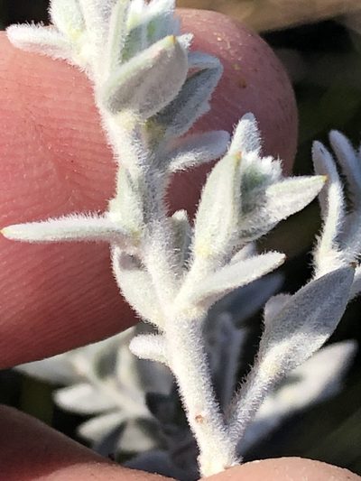 Amphithalea phylicoides, photographed by Dave U