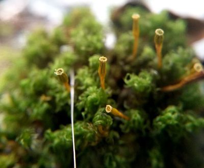 Ulota crispula, photographed by George Greiff