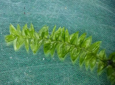 Plagiothecium denticulatum, photographed by George Greiff
